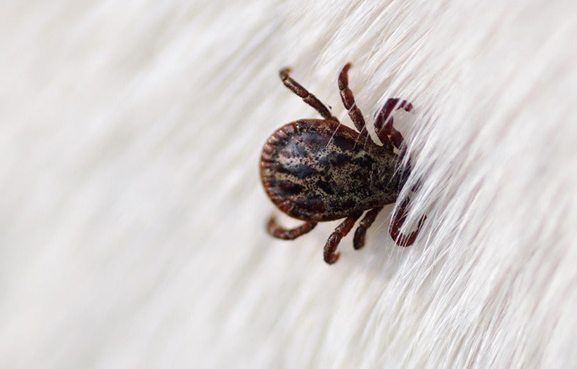 Tick Talk