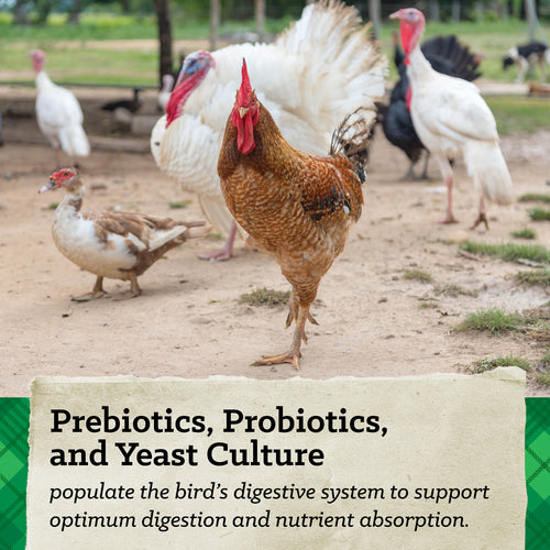 NatureWise® All Flock 20% Protein Crumble